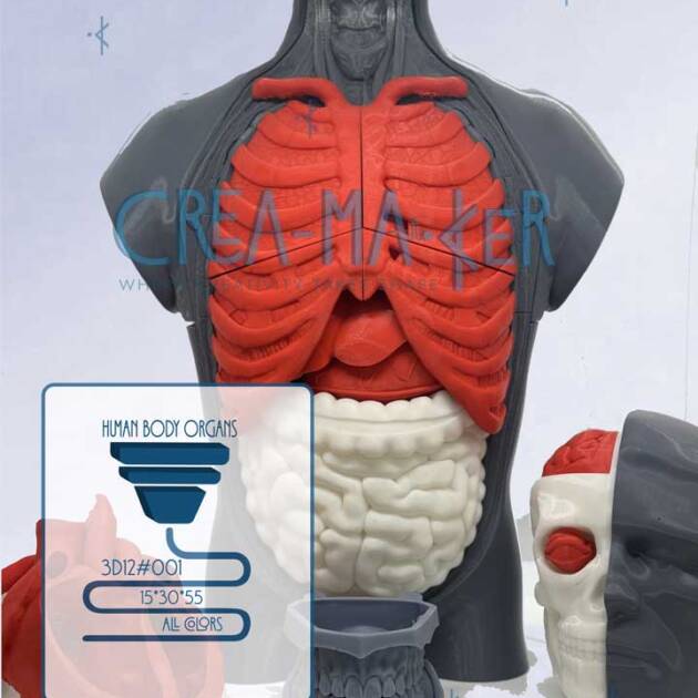 Human Body Organs 3D12#001